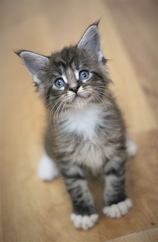 Woodi Monterini - Кошеня мейн-кун 1 місяць 1 тиждень