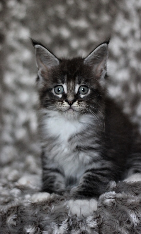 Woodi Monterini - Кошеня мейн-кун 1 місяць 3 тижні