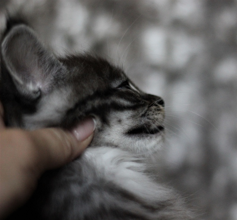 Woodi Monterini - Кошеня мейн-кун 1 місяць 3 тижні