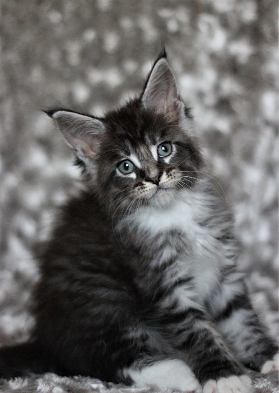 Woodi Monterini - Кошеня мейн-кун 1 місяць 3 тижні