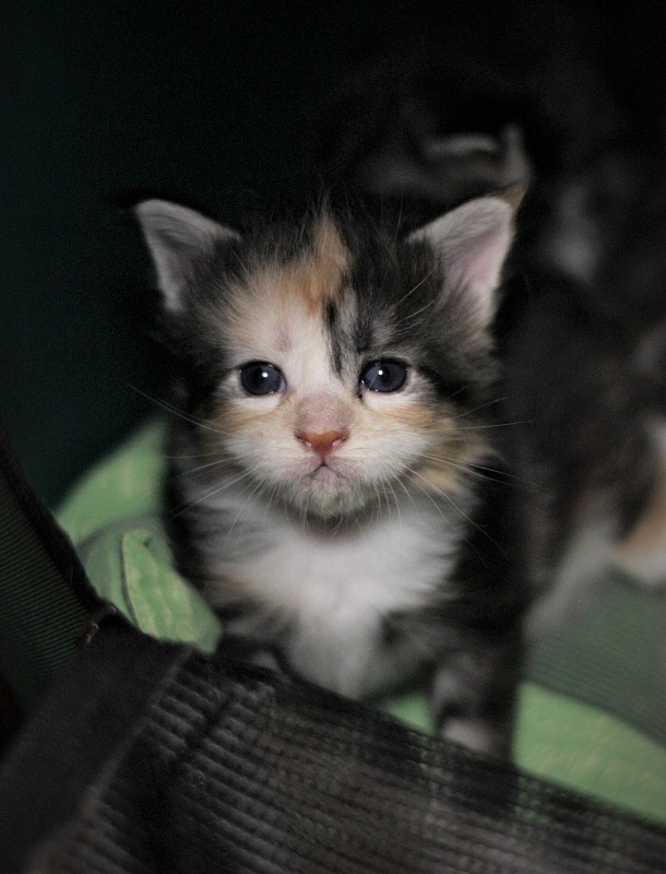 Xantippa Monterini*UA - Kitten maine-coon 3 weeks