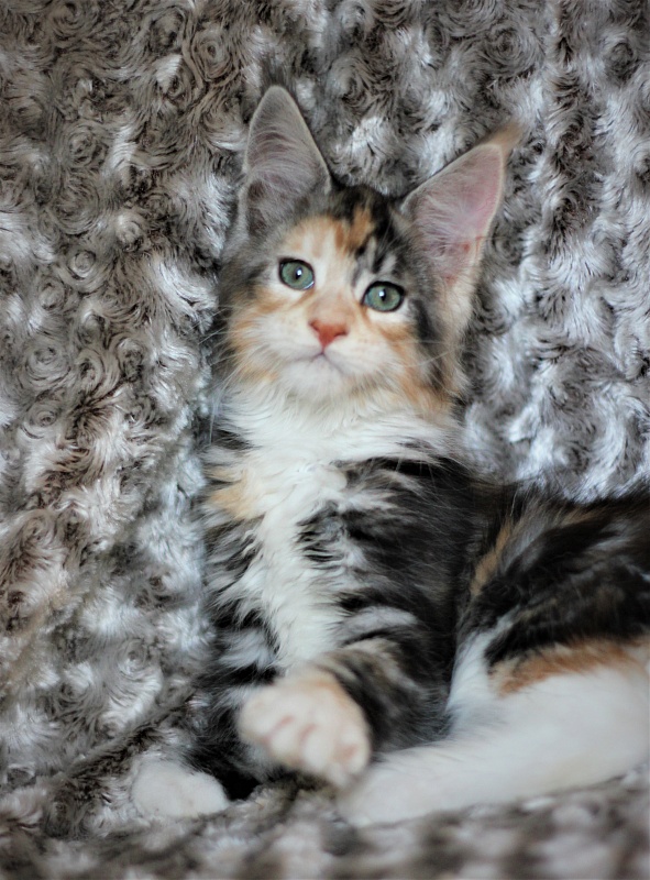 Xantippa Monterini*UA - Kitten maine-coon 2 months 1 week