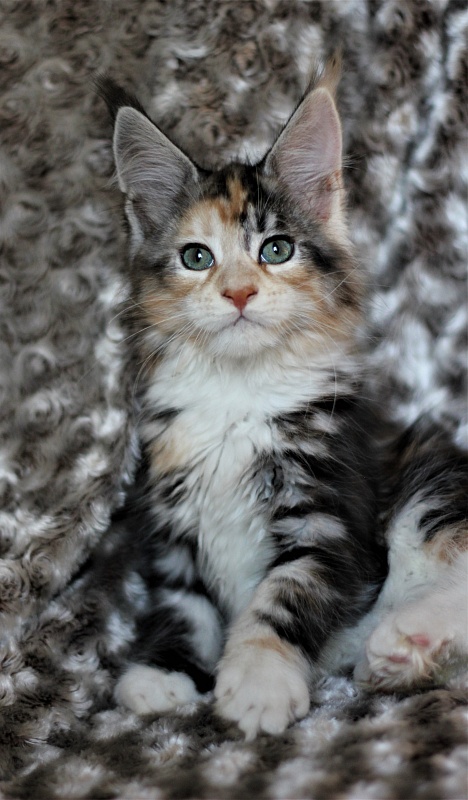 Xantippa Monterini*UA - Kitten maine-coon 2 months 1 week
