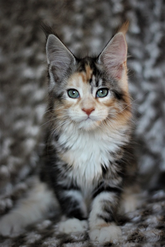 Xantippa Monterini*UA - Kitten maine-coon 2 months 1 week
