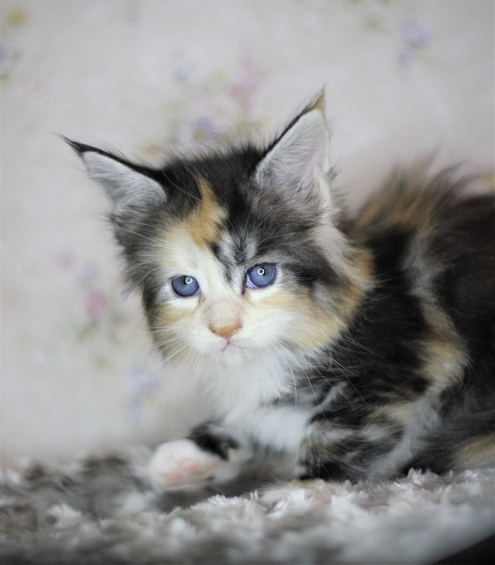 Xantippa Monterini*UA - Kitten maine-coon 1 month