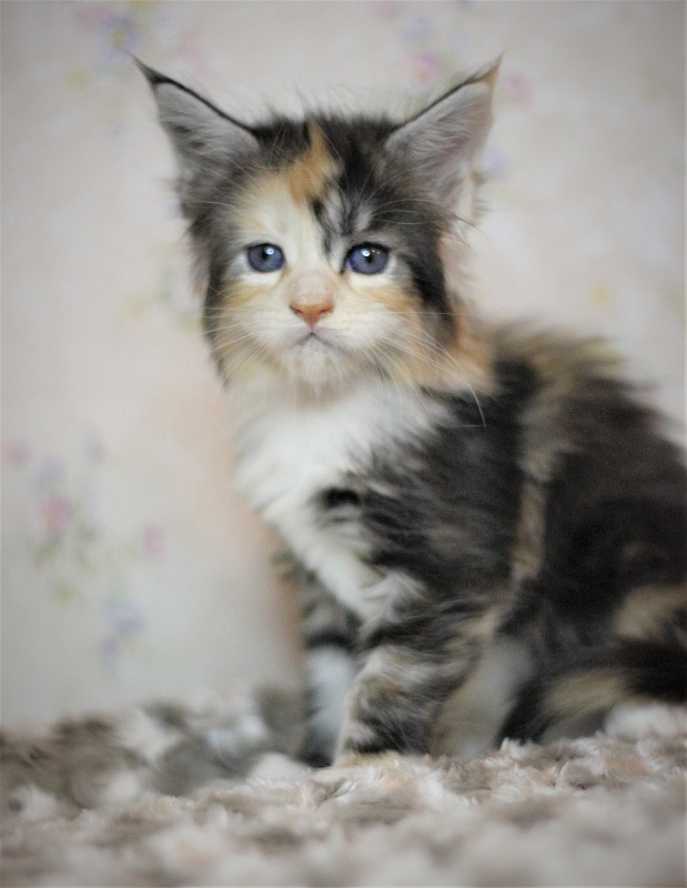 Xantippa Monterini*UA - Kitten maine-coon 1 month