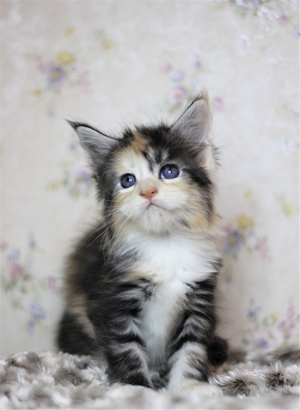 Xantippa Monterini*UA - Kitten maine-coon 1 month