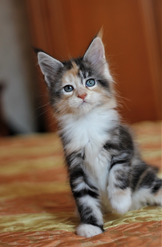 Xantippa Monterini*UA - Kitten maine-coon 1 month 3 weeks