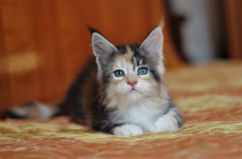 Xantippa Monterini*UA - Kitten maine-coon 1 month 3 weeks