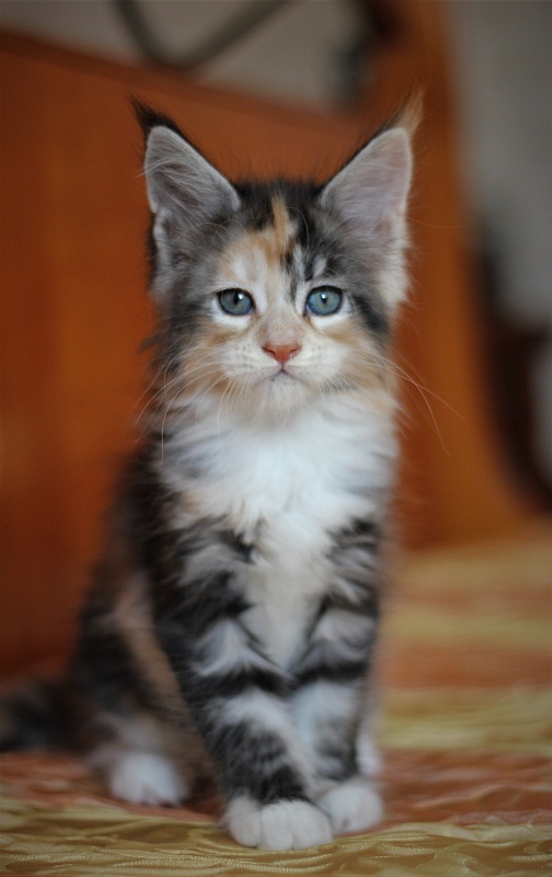 Xantippa Monterini*UA - Kitten maine-coon 1 month 3 weeks