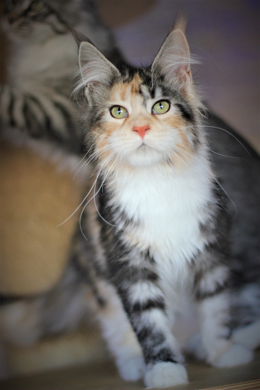 Xantippa Monterini*UA - Kitten maine-coon 4 months 3.5 weeks