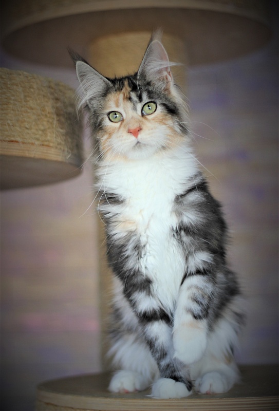 Xantippa Monterini*UA - Kitten maine-coon 4 months 3.5 weeks