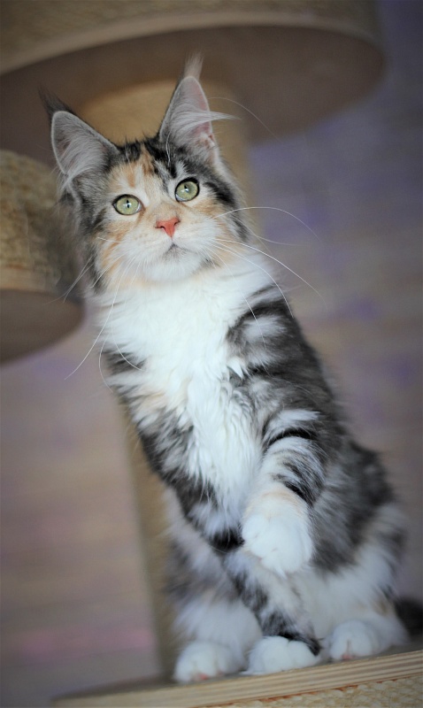 Xantippa Monterini*UA - Kitten maine-coon 4 months 3.5 weeks