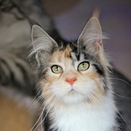 Xantippa Monterini*UA