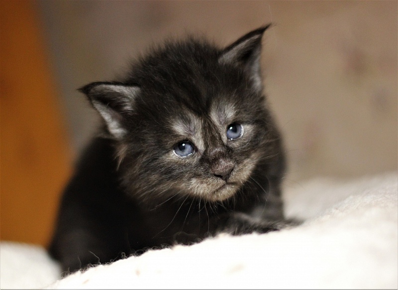 Xerxes Monterini - Kitten maine-coon 3 weeks