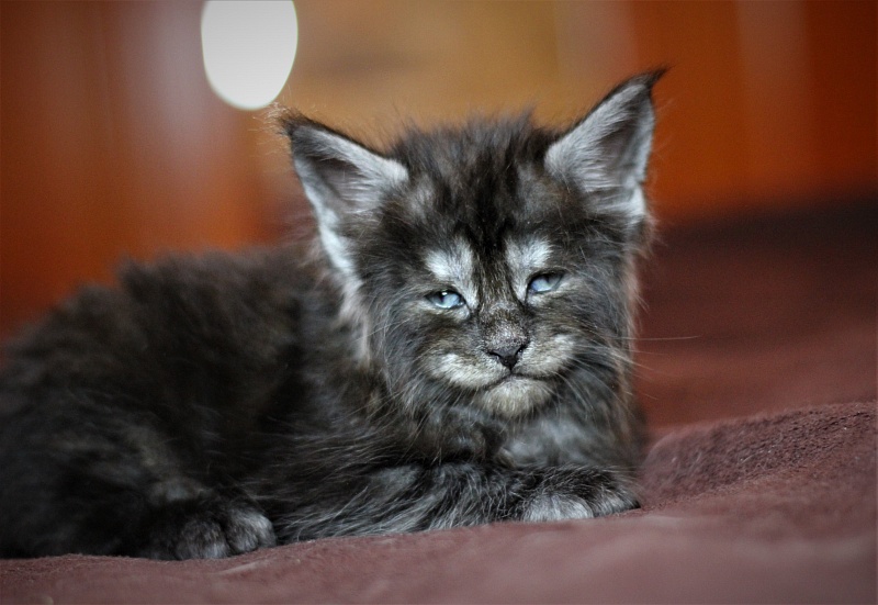 Xerxes Monterini - Kitten maine-coon 1 month