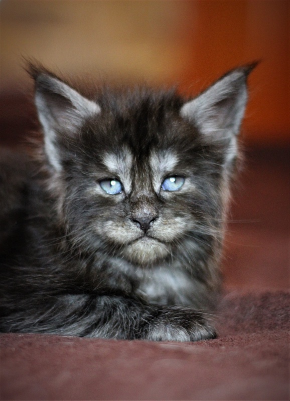 Xerxes Monterini - Kitten maine-coon 1 month