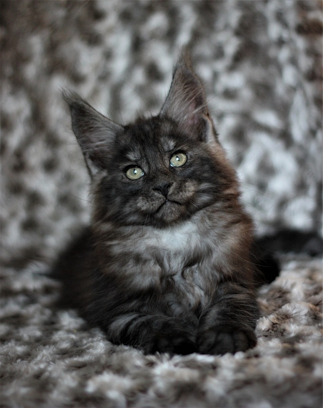 Xerxes Monterini - Kitten maine-coon 2 months 1 week
