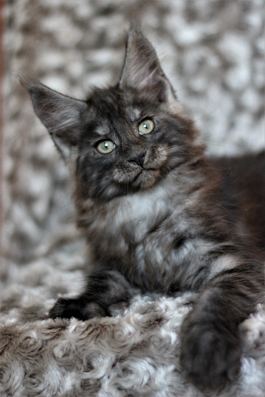 Xerxes Monterini - Kitten maine-coon 2 months 1 week