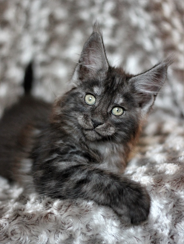 Xerxes Monterini - Kitten maine-coon 2 months 1 week