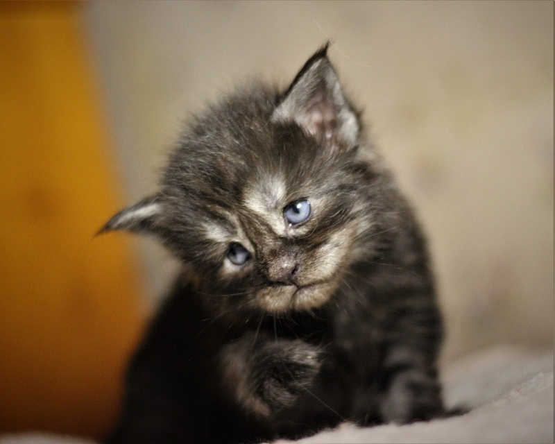 Xerxes Monterini - Kitten maine-coon 3 weeks