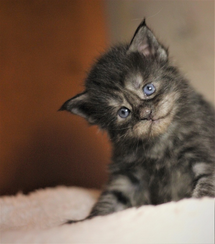 Xerxes Monterini - Kitten maine-coon 3 weeks