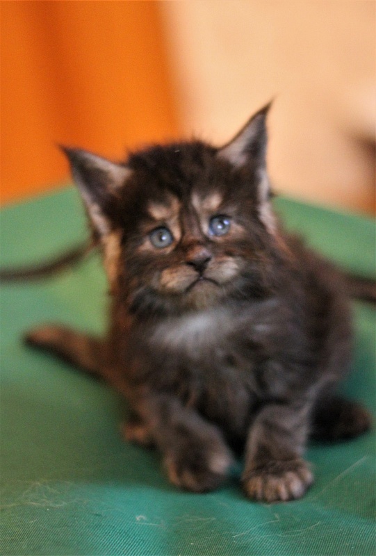 Xerxes Monterini - Kitten maine-coon 3.5 weeks