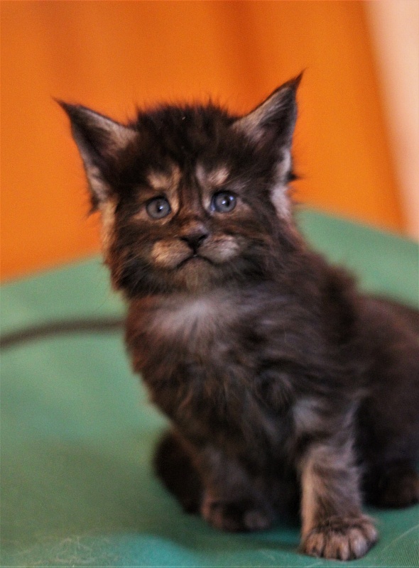 Xerxes Monterini - Kitten maine-coon 3.5 weeks
