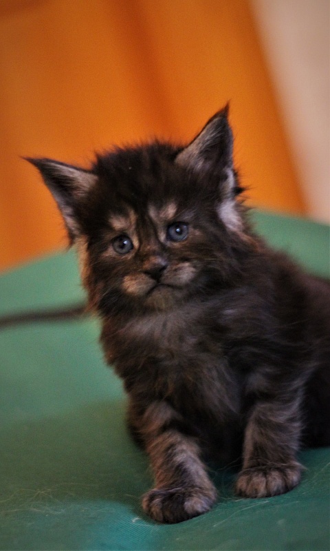 Xerxes Monterini - Kitten maine-coon 3.5 weeks