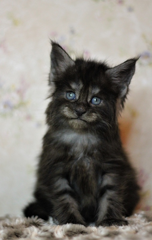 Xerxes Monterini - Kitten maine-coon 1 month