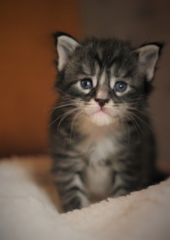 X-Drive Monterini - Kitten maine-coon 3 weeks