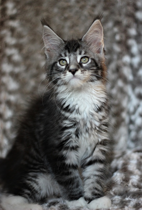 X-Drive Monterini - Kitten maine-coon 2 months 1 week