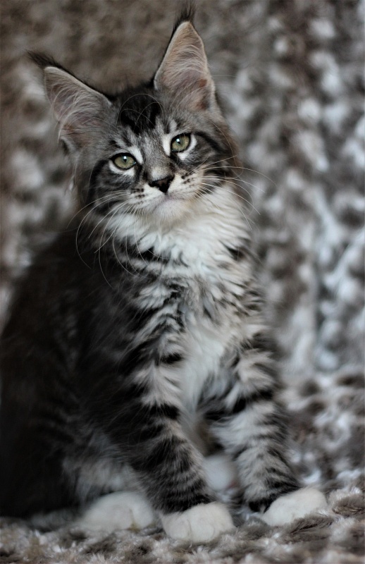 X-Drive Monterini - Kitten maine-coon 2 months 1 week