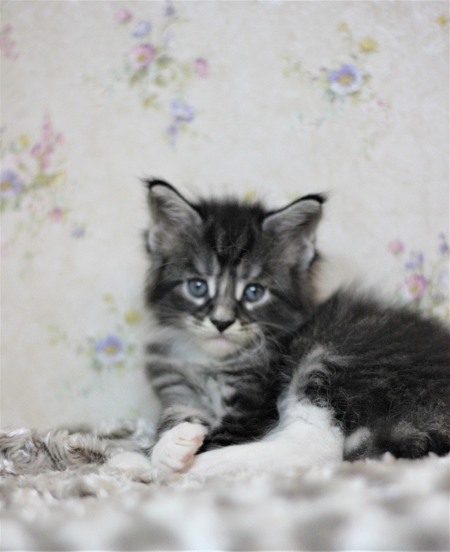 X-Drive Monterini - Kitten maine-coon 1 month