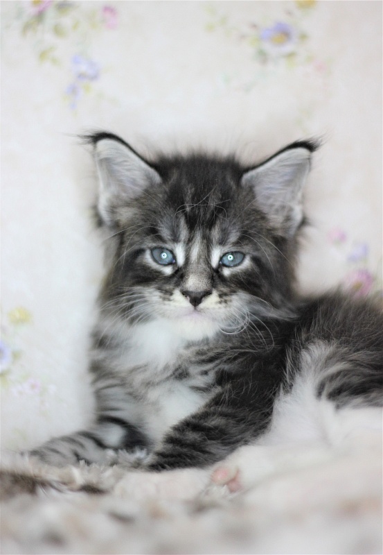 X-Drive Monterini - Kitten maine-coon 1 month