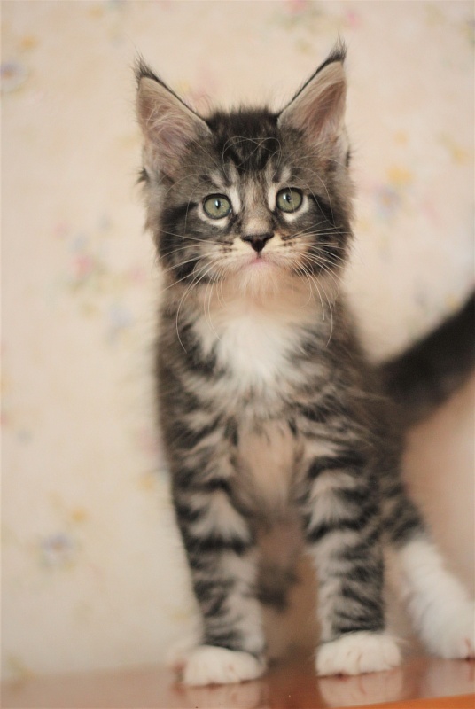X-Drive Monterini - Kitten maine-coon 1 month 3 weeks