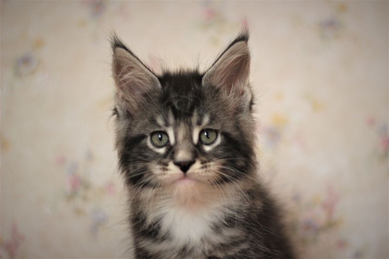 X-Drive Monterini - Kitten maine-coon 1 month 3 weeks