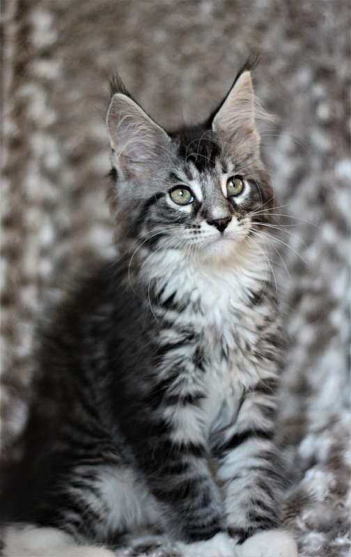X-Drive Monterini - Kitten maine-coon 2 months 1 week