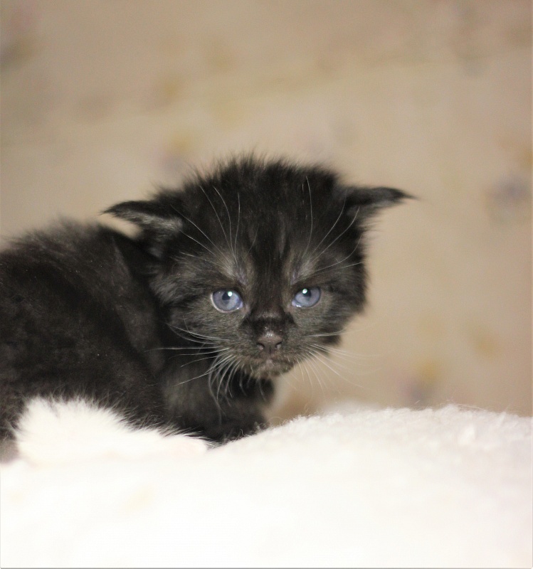 Х-Ray Monterini - Кошеня мейн-кун 3 тижні