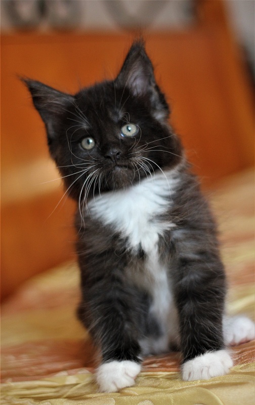 Х-Ray Monterini - Кошеня мейн-кун 1 місяць 3 тижні