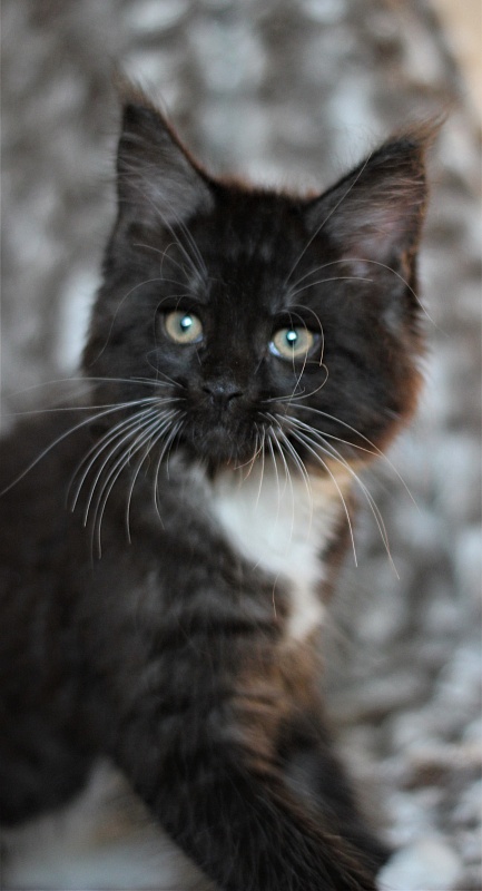 Х-Ray Monterini - Кошеня мейн-кун 2 місяця 1 тиждень