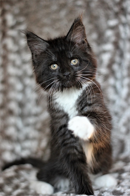 Х-Ray Monterini - Кошеня мейн-кун 2 місяця 1 тиждень