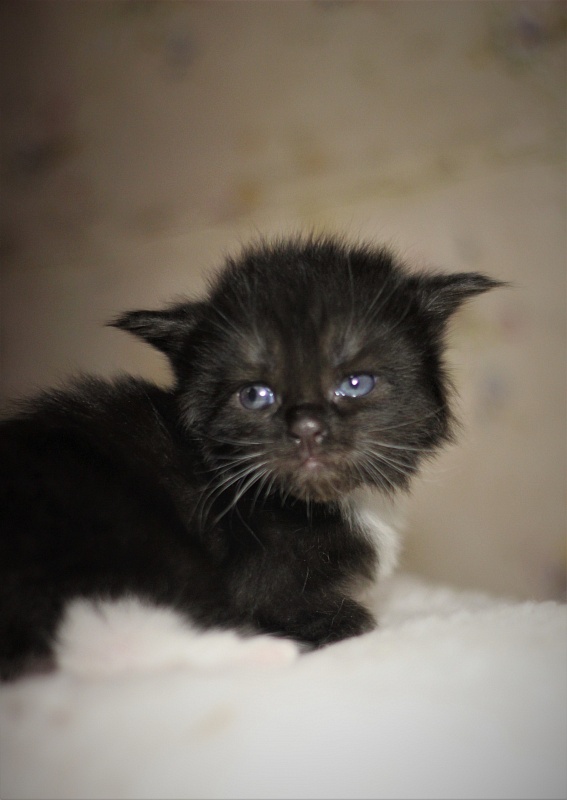 Х-Ray Monterini - Кошеня мейн-кун 3 тижні