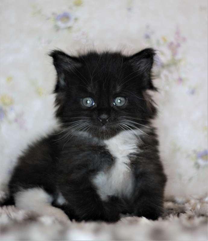 Х-Ray Monterini - Кошеня мейн-кун 1 місяць