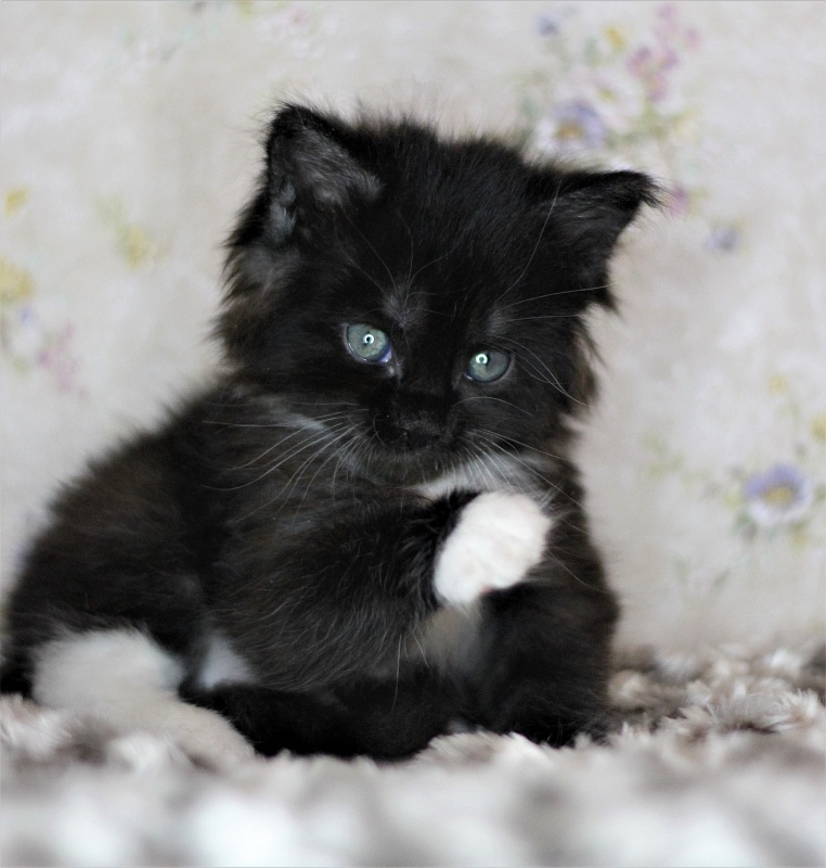 Х-Ray Monterini - Кошеня мейн-кун 1 місяць