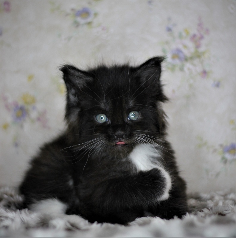 Х-Ray Monterini - Кошеня мейн-кун 1 місяць