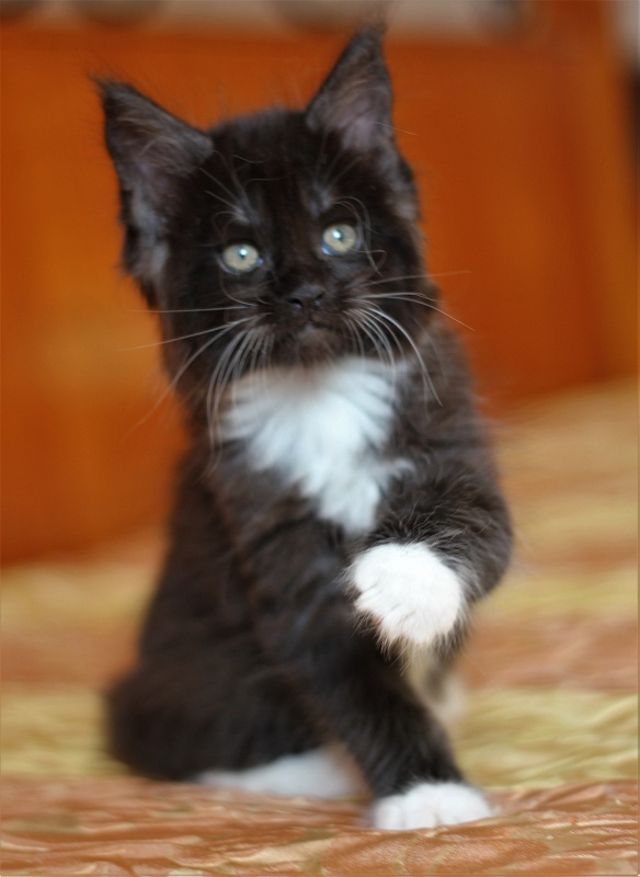 Х-Ray Monterini - Кошеня мейн-кун 1 місяць 3 тижні