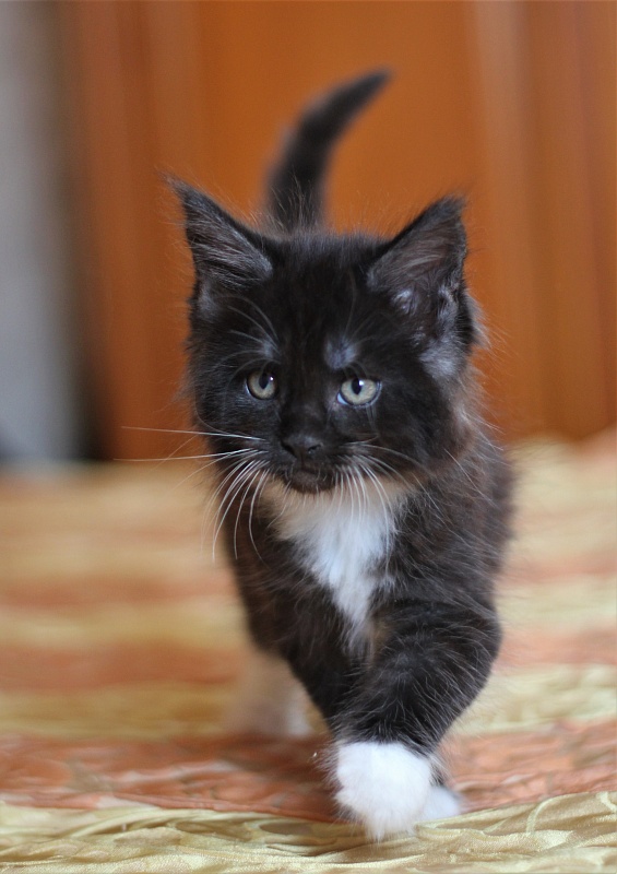 Х-Ray Monterini - Кошеня мейн-кун 1 місяць 3 тижні