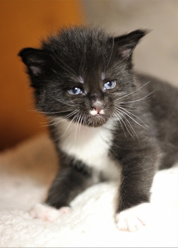 Xander Monterini - Kitten maine-coon 3 weeks