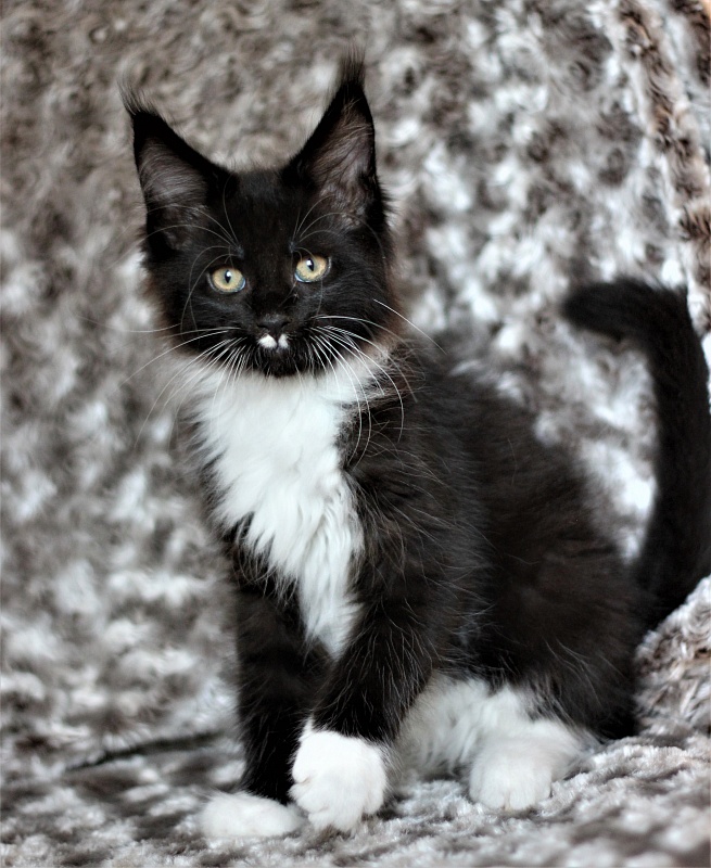 Xander Monterini - Kitten maine-coon 2 months 1 week